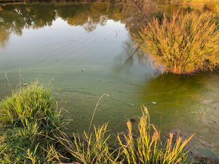 Pond scum algae late summer green growth in water