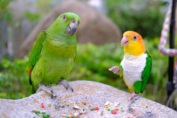 green winged macaw