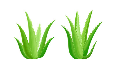Aloe vera green plant set. Organic cosmetic product. Natural medicine juicy plant, cosmetology and pharmacy component vector illustration