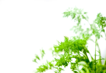 fresh green plant on blurred background, home garden, greenery at home, taking care of plants. 