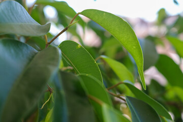  ficus benjamina green leaves