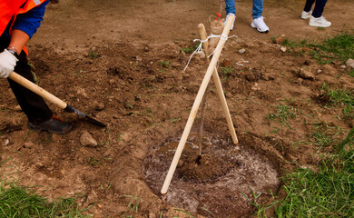 Young people in work uniform with shovel plant tree sapling in ground