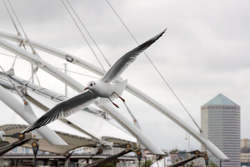seagulls in ancient harbour in Genoa italy