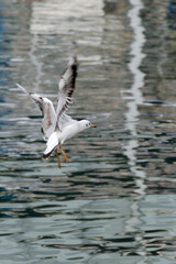 seagulls in ancient harbour in Genoa italy