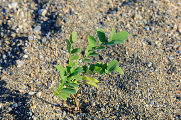 plant in the sand