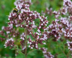 Flowers of Origanum vulgare  in the garden