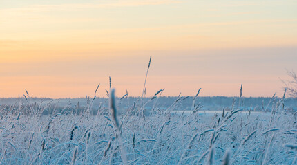 Selective focus of small dry ear of grass covered with snow in winter in daytime on blurred background