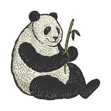 Panda bear with bamboo color sketch engraving vector illustration. T-shirt apparel print design. Scratch board imitation. Black and white hand drawn image.
