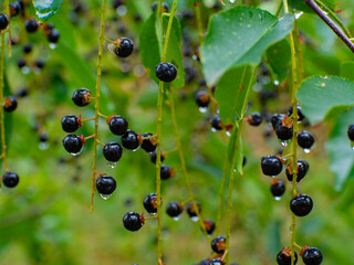 Beautiful water drops on the elderberries (Sambucus)