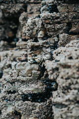 Percebe Gallego entre rocas en su medio natural