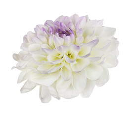 White and purple dahlia flower isolated