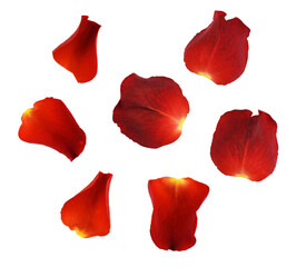 Set of red rose petals isolated