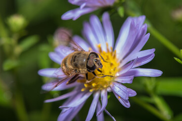 The wonderful world of macro photography 