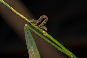 The wonderful world of macro photography 