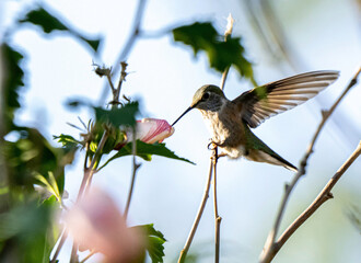 hummingbird in flight