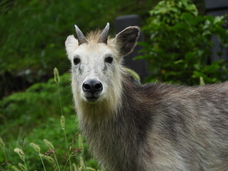 二ホンカモシカ