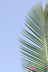 green fresh leaves of coconut tree and clear blue sky background or photo frame natural