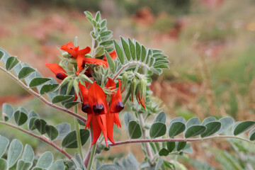 red poppy flower