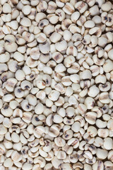 Millet rice closeup backgroun