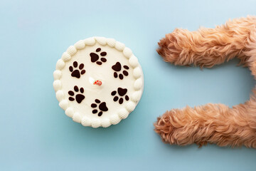 Dog and birthday cake