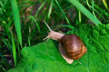 A snail (Helix pomatia) on a large green burdock leaf in the forest grass.