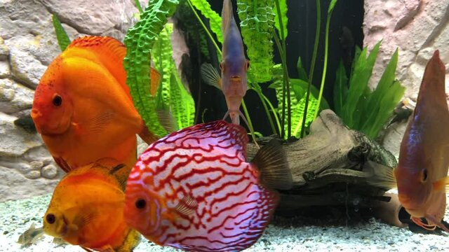 Blick auf Diskusfische, die im bepflanzten Aquarium schwimmen. Tropische Fische. 