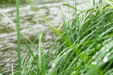Dense green grass in raindrops on the river bank.