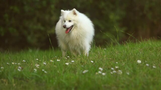 outdoor portrait of white dog on natural background, happy healthy japanese spitz puppy on a walk. 