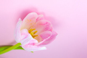 Pink tulip on the pink background. Congratulation postcard for mother's day or international women's day. Minimalism, beautiful natural wallpaper. Spring flowers.