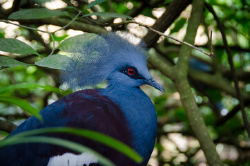 The blue pigeon