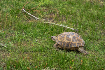 Beautiful steppe tortoise on green grass in steppe. Beautiful turtle in spring steppe. Beautiful natural background. Wildlife animals.
