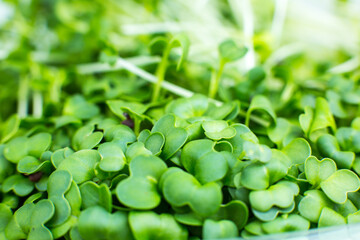 Germinating Microgreen close up, broccoli sprouts. Natural eco food with vitamins. Home gardening....