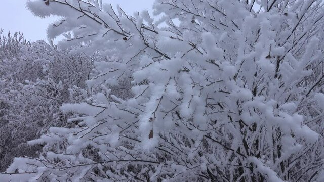 beautiful white frost, like flowers from the Snow Queen Kingdom (Andersen's fairy tale)