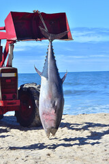 Large blue fin tuna hanging from it's tail from a tractor shortly after it was caught of the beach