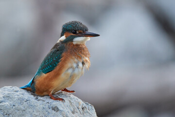 Close up of a kingfisher sitting on a stone
