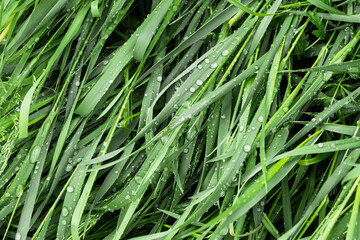 Fototapeta na wymiar Dense green grass in raindrops on the river bank.