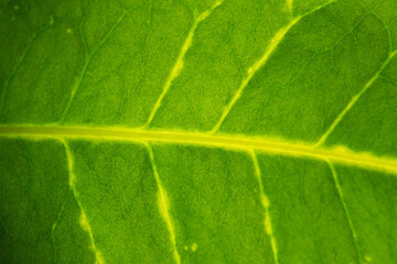 Gros plan sur une feuille