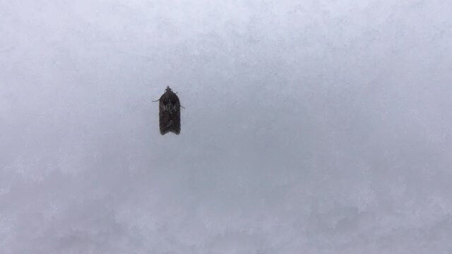 Winter cutworm, Turnip moth (Agrotis segetum) imago, butterfly on a snowy surface. A dangerous pest of agricultural crops
