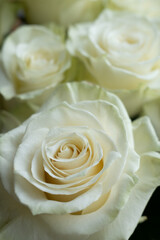 Beautiful light green roses. Blooming roses. Bouquet of roses.