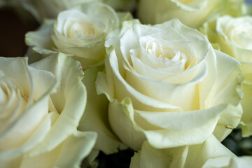 Beautiful light green roses. Blooming roses. Bouquet of roses.