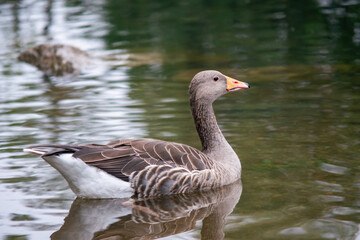 Greylag goose in a water