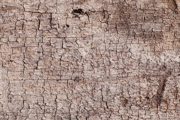 Texture old wood background.