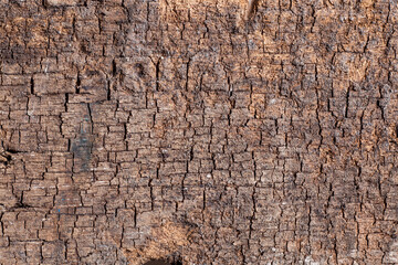 Texture old wood background.