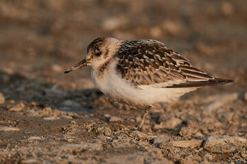 Sick dunlin sits in the dirt