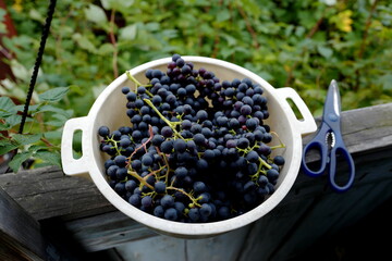 Harvesting grapes. Grapes grown in Siberia. Variety ChBZ: High-yielding grape variety for the northern regions - "In memory of Dombkovskaya". Russia, Omsk, September 2021.