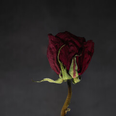 Dry red rose on dark background.