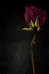 Dry red rose on dark background.