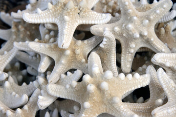White starfish at the market in Burgas