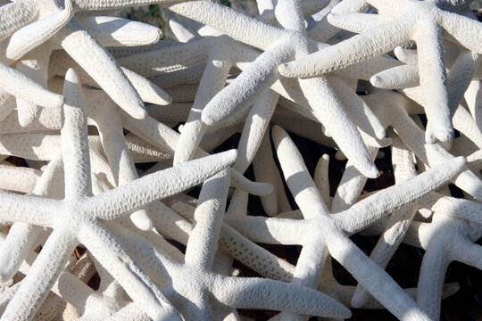 White Starfish At The Market In Burgas