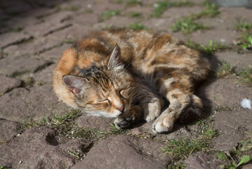 Portrait of red cat lying in the street